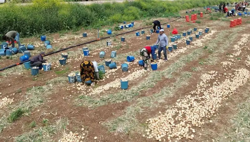Soğan Hasadı Başladı: Piyasada Fiyat Düşüşü ve Tarımda Yeni Dönem