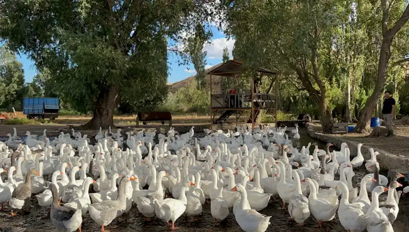 Sofralık Lezzet: 2,500 Lira Olan Ürün Bu Yıl 6,000 Lira Olacak!