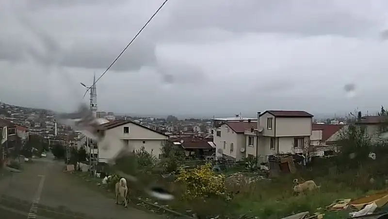 Sahipsiz Köpeklerin Saldırısında 5 Yaşındaki Çocuk Ağır Yaralandı