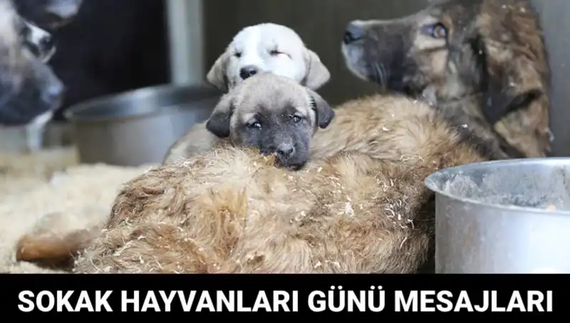 Sokak Hayvanlarının Günü: 2023'te Kutlanacak Anlamlı Bir Gün
