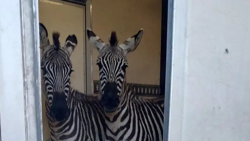 Sınırda Durdurulan Minibüste Şaşırtan Yolcular: 2 Zebra, 6 Maymun ve Daha Fazlası!