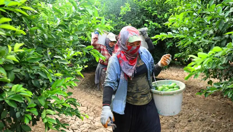 Türkiye'de Market Fiyatları Uçuşa Geçti: Kilo Fiyatı 150 Lirayı Aştı
