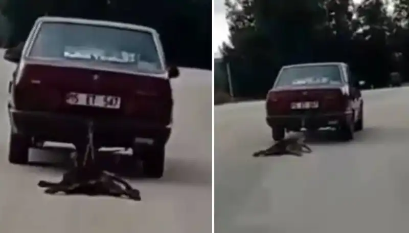 Sürücünün Aracına Bağlı Köpek Skandalı: Hayvan Hakları Tehlikede Mi?