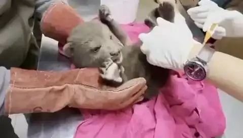 Karabük'te Yavru Bozayı Bulgusu: Doğa Koruma Mücadelesi Hız Kazandı