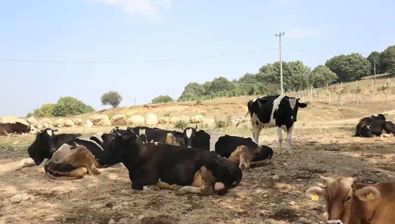 Türkiye'de Şap Hastalığına Karşı Kapsamlı Önlemler Alındı