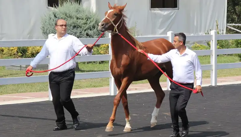 Taşkın Kral: Rekorları Alt Üst Eden İnanılmaz Performans!