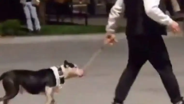 Ağızlıksız Pitbull İfrit Oldu: Sahibine Cezalar Yağdı!