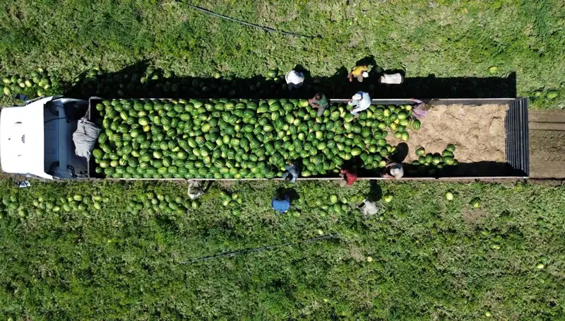 Bafra Ovası’nda Rekor Karpuz Rekoltesi Bekleniyor: 94 Bin 500 Ton