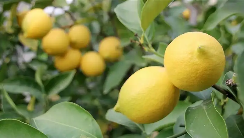 Limon Fiyatları Sıfır Rekora Ulaşıyor: Adedi Neden 24 Lira?