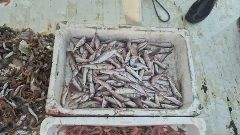 Denizden Gelen Taptaze Lezzetler: Balıkçılar Kasalarla Limana Döndü!