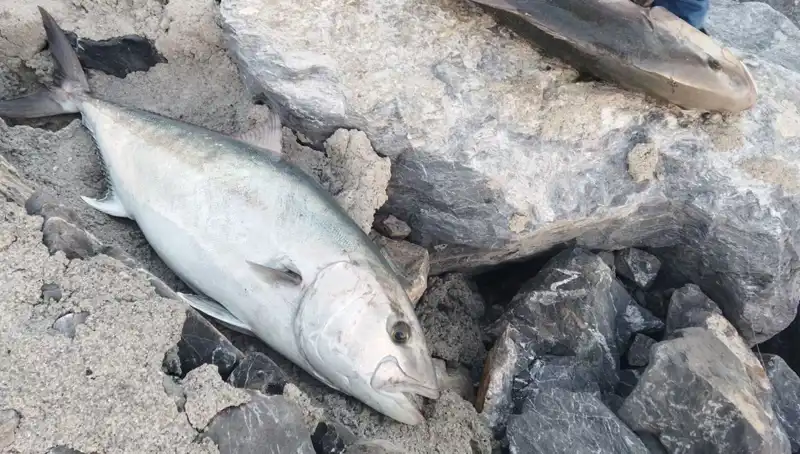 65 Kiloluk Balık Oltayla Yakaladı, 18 Bin TL’ye Satarak Şaşırttı!