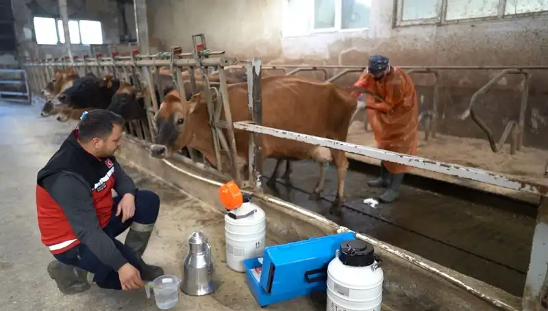 Türkiye’de İlk Kez Jersey Sperması ile Hayvancılıkta Devrim Yaşanıyor!