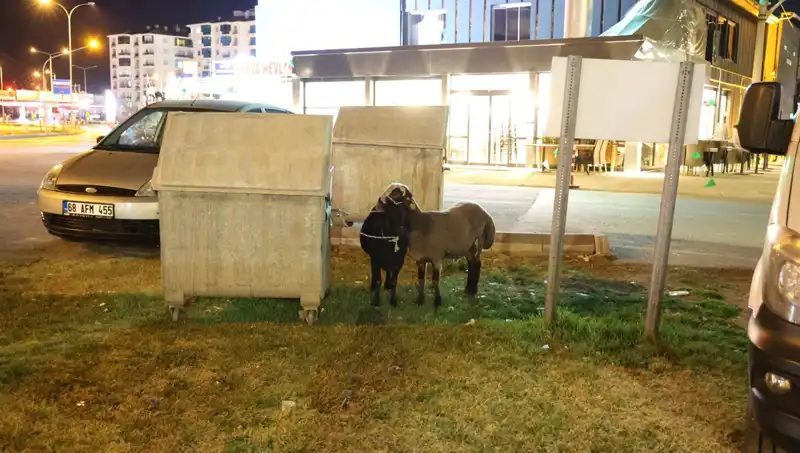 Yola Düşen "Mor Karaman" Koyunları: Bir Felaketin Hikayesi