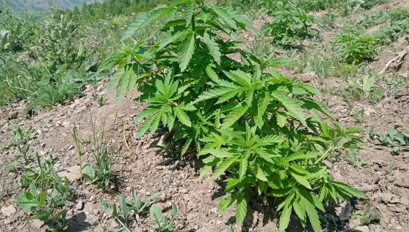 Bingöl'de Kaçak Tütün ve Kenevir Operasyonu: Detaylar Şoke Edici!