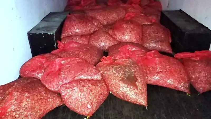Samsun'da 1,5 Ton Kaçak Midye Operasyonu: Sağlık Tehlikesi Ortaya Çıktı