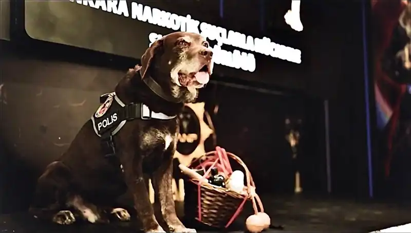 Ankara Emniyeti'nin Efsane Narkotik Köpeği Toma, 11 Yıl Sonra Emekli Oldu!