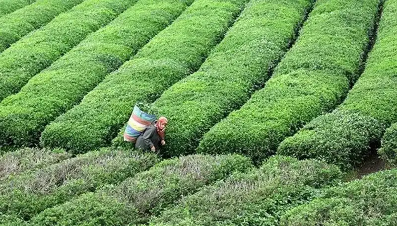 ÇAYKUR Bayramda da Yaş Çay Alımına Devam Edecek: Çiftçiler Sevinçle Karşılıyor!