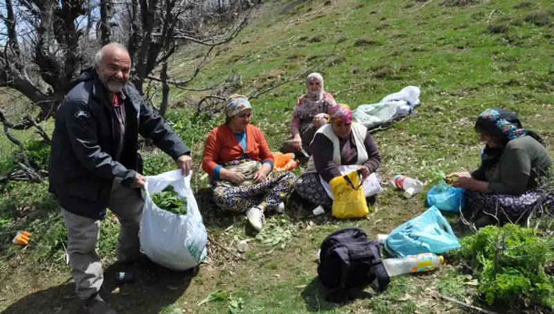 Türkiye’nin Uzak Köylerinde Kilosu 250 Liraya Satılan Özel Bir Bitki: Tüketimi Artıyor