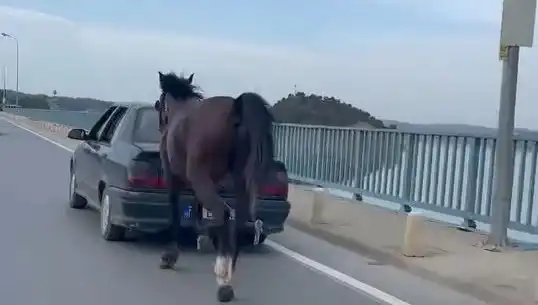 Adana'da Atına Eziyet Eden Kişiye Şok Tutuklama Gerçekleşti